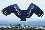 Лебедев сложит Синие крылья