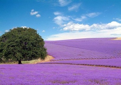 lavanda11811.jpg