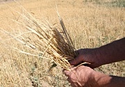 Битва с ценами на зерно