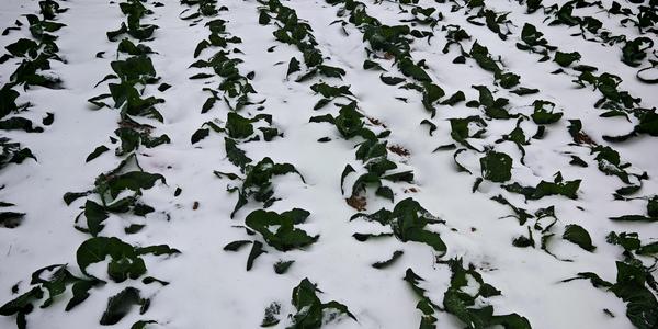 Imaginechina/����